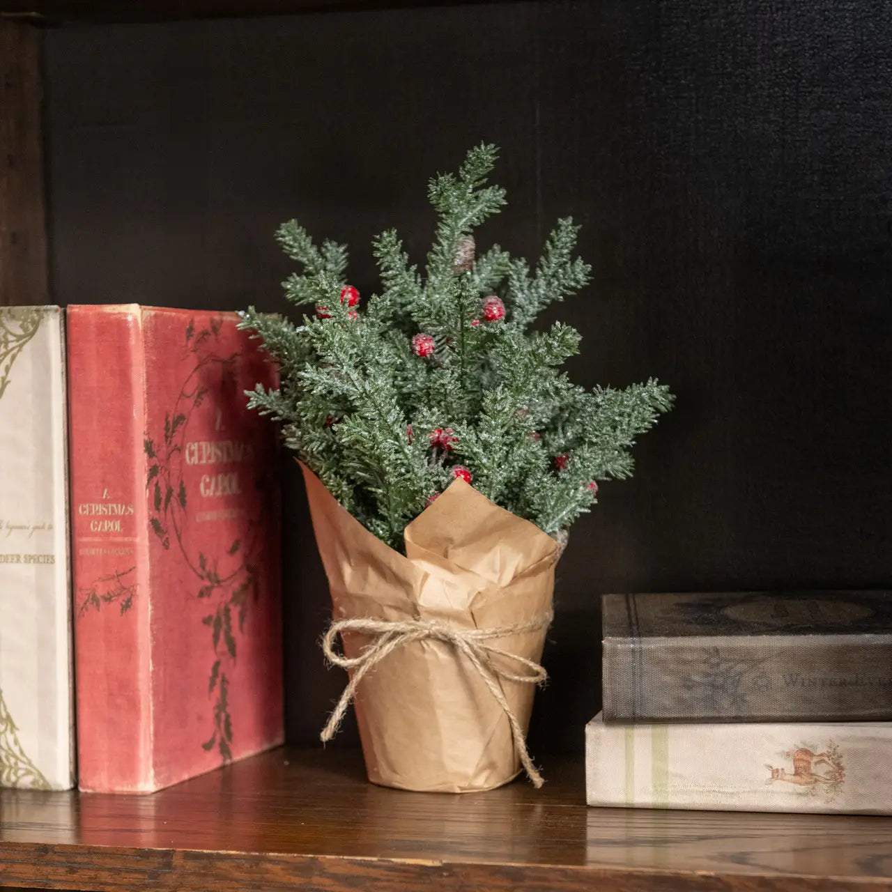 Red Berry Pine in Paper Pot