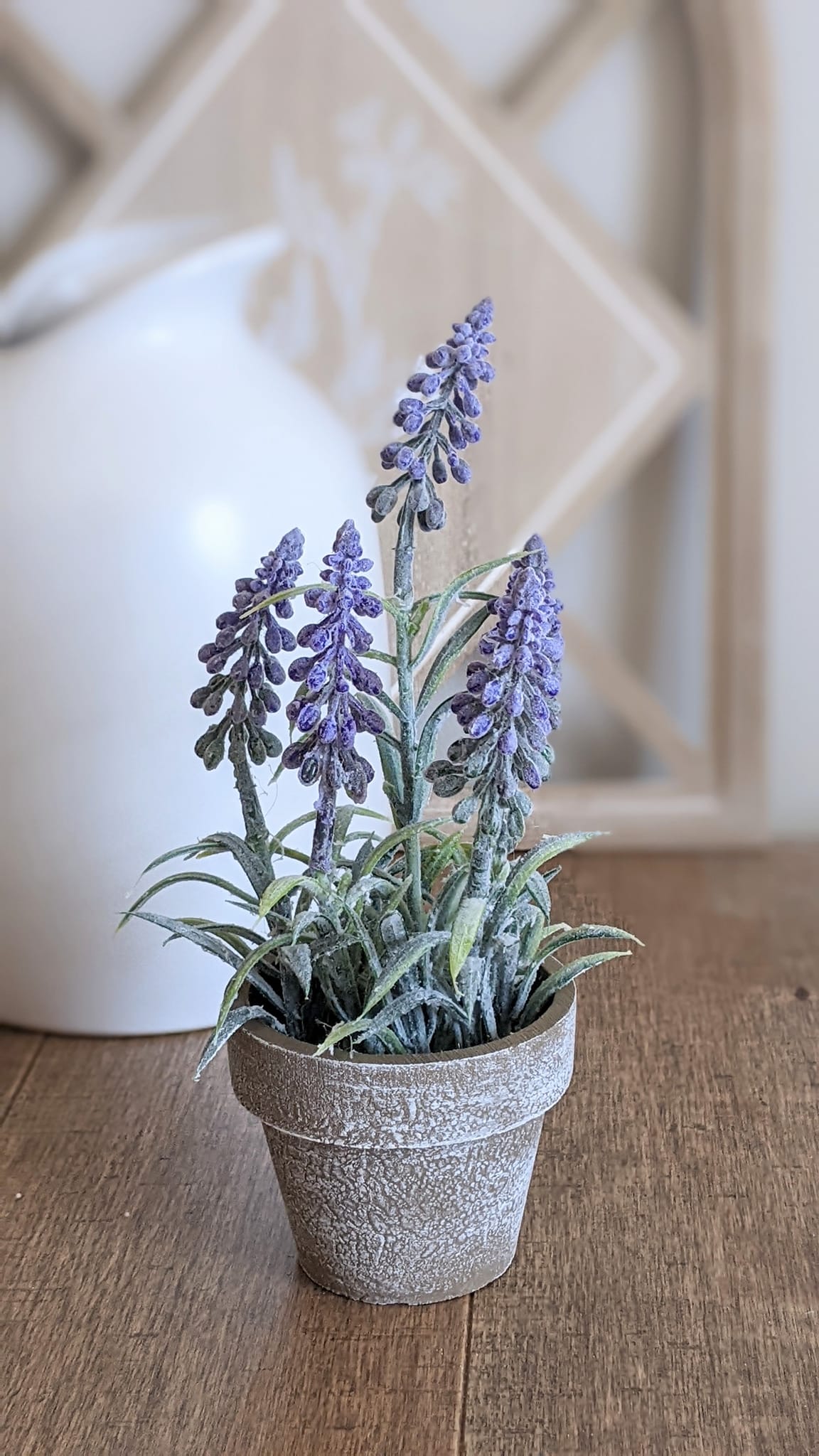 Potted Purple Hyacinth