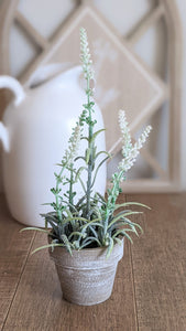 Potted White Sage