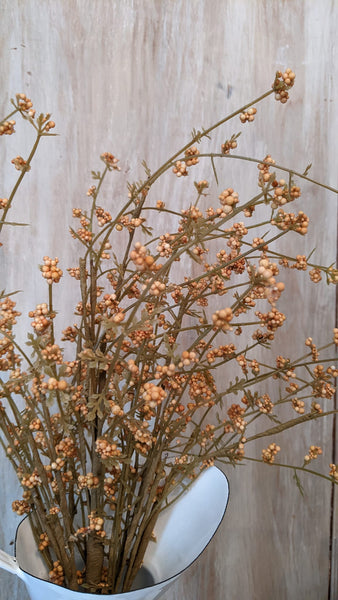 Golden Pinweed Stem