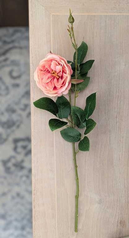 Pink Garden Rose Stem