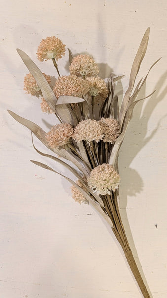 Cream Poppins Bush