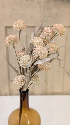 Cream Poppins Bush