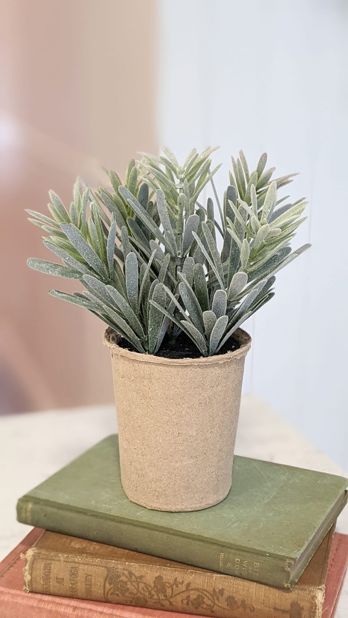 rosemary in paper pot