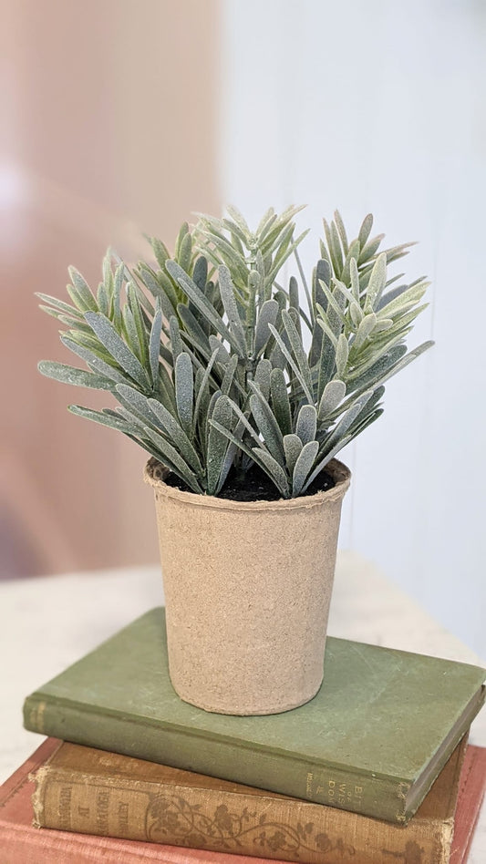 rosemary in paper pot