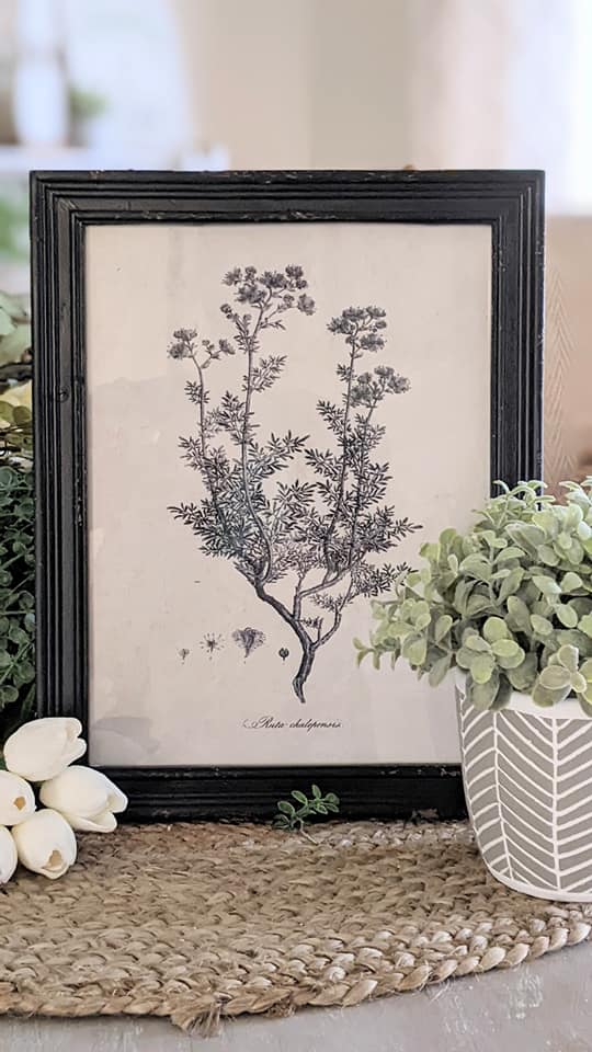 Botanical Framed Print-Ruta Chalepensis