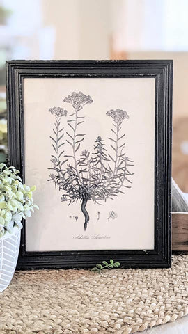 Botanical Print-Achillea Lantolina